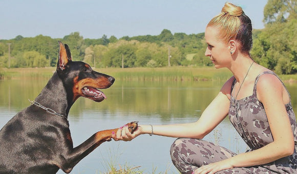 Dog Tricks: Three Steps For Teaching Your Dog To Roll Over