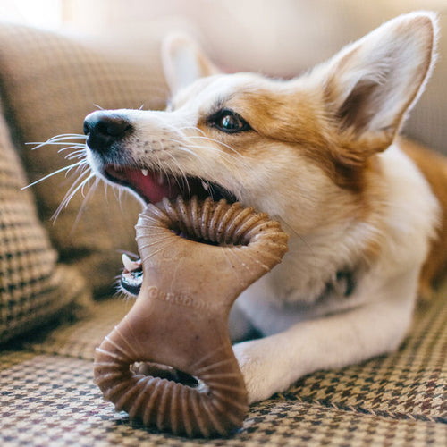 Benebone Bacon Dental Chew