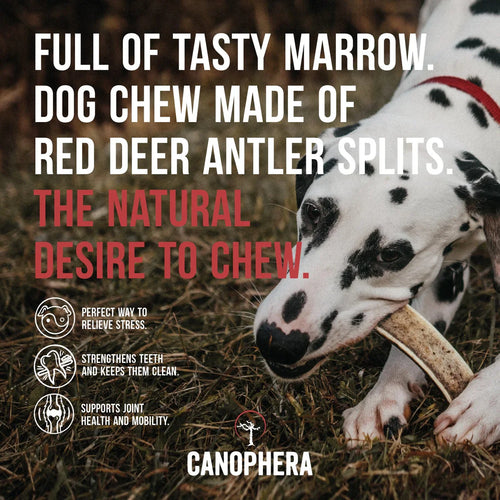 Canophera Red Deer Antlers (Splits) Dog Chews